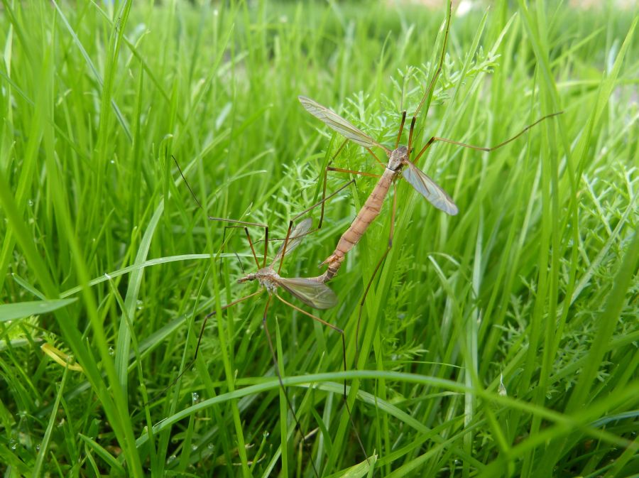 Párenie komárov v tráve