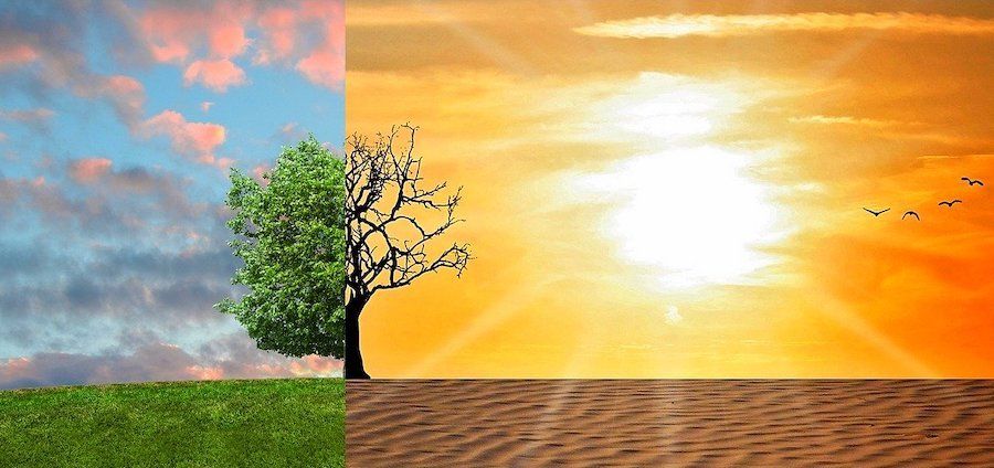Strom s pozadím vyjadrujúci zmenu podnebia